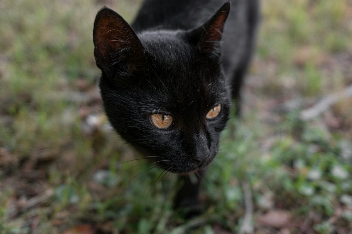 A black cat with amber eyes walks outdoors.